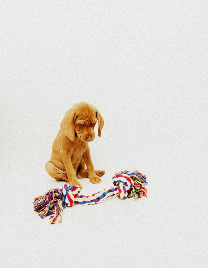 Merida Cinnamon Vizsla Dream