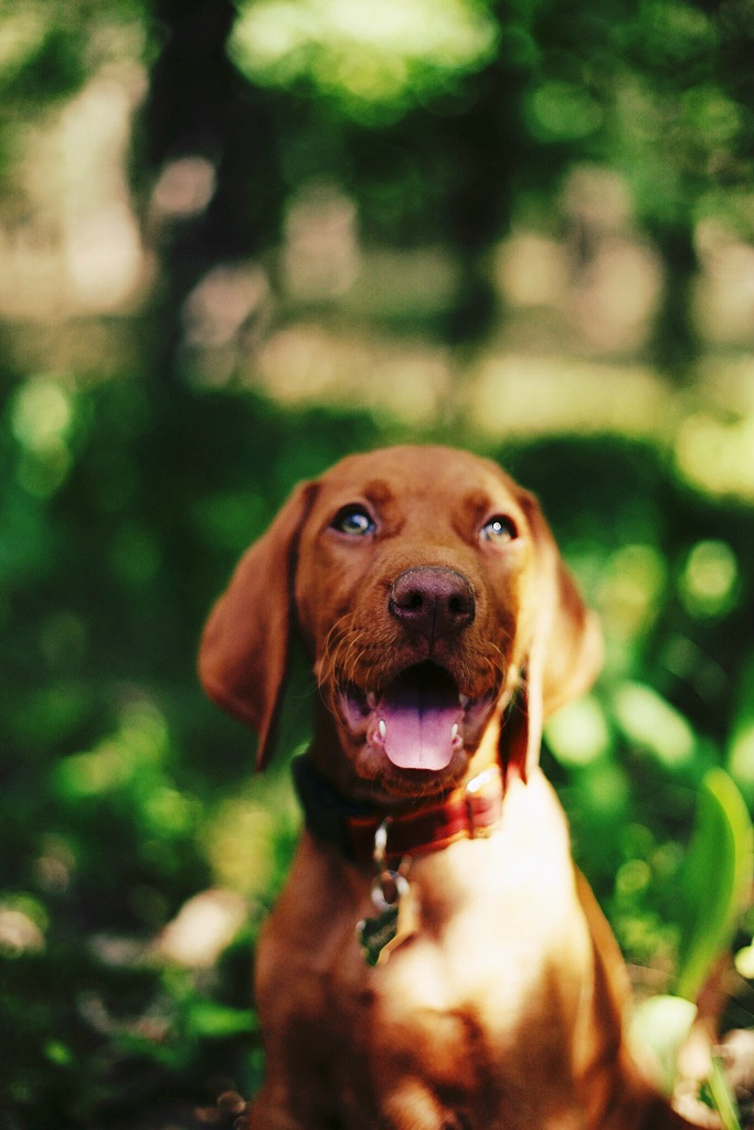 Merida Cinnamon Vizsla Dream