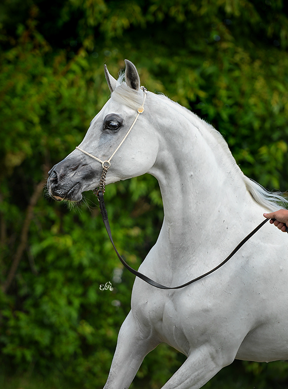 Elisenia