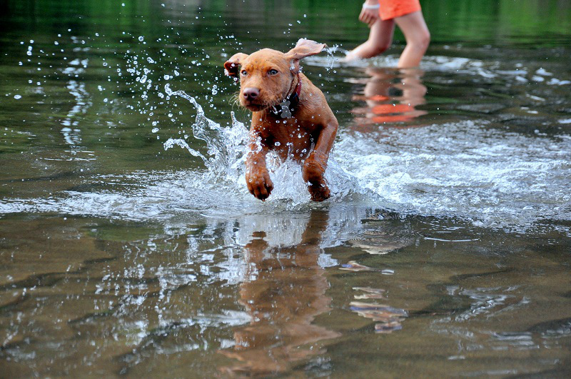 Merida Cinnamon Vizsla Dream