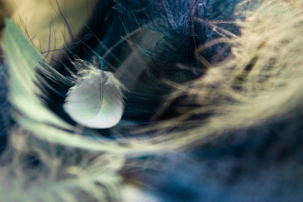 Feathers