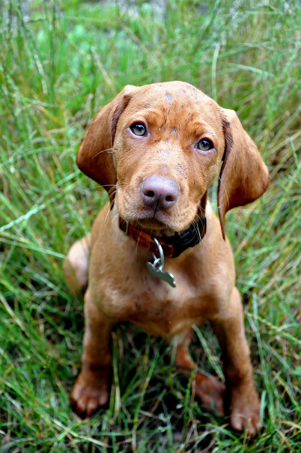 Merida Cinnamon Vizsla Dream