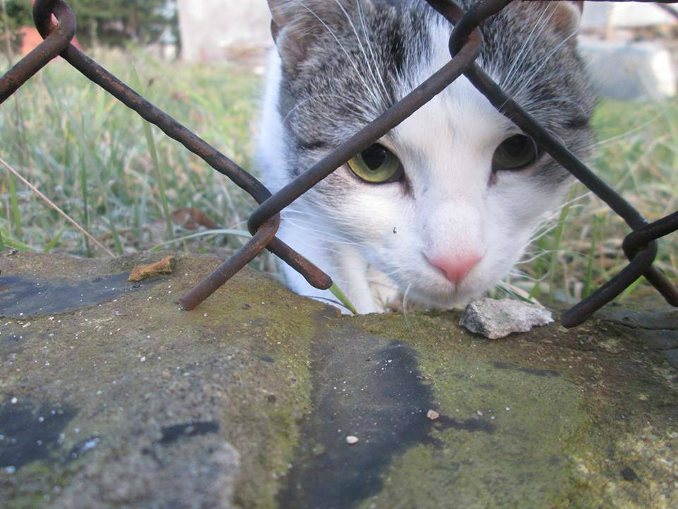 *o*