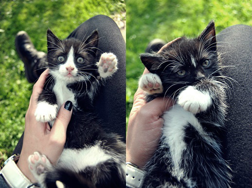 cats.