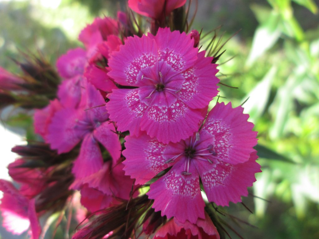 flowers.