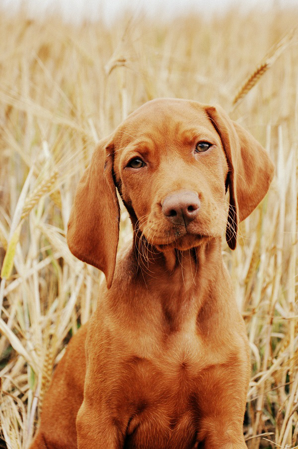 Merida Cinnamon Vizsla Dream