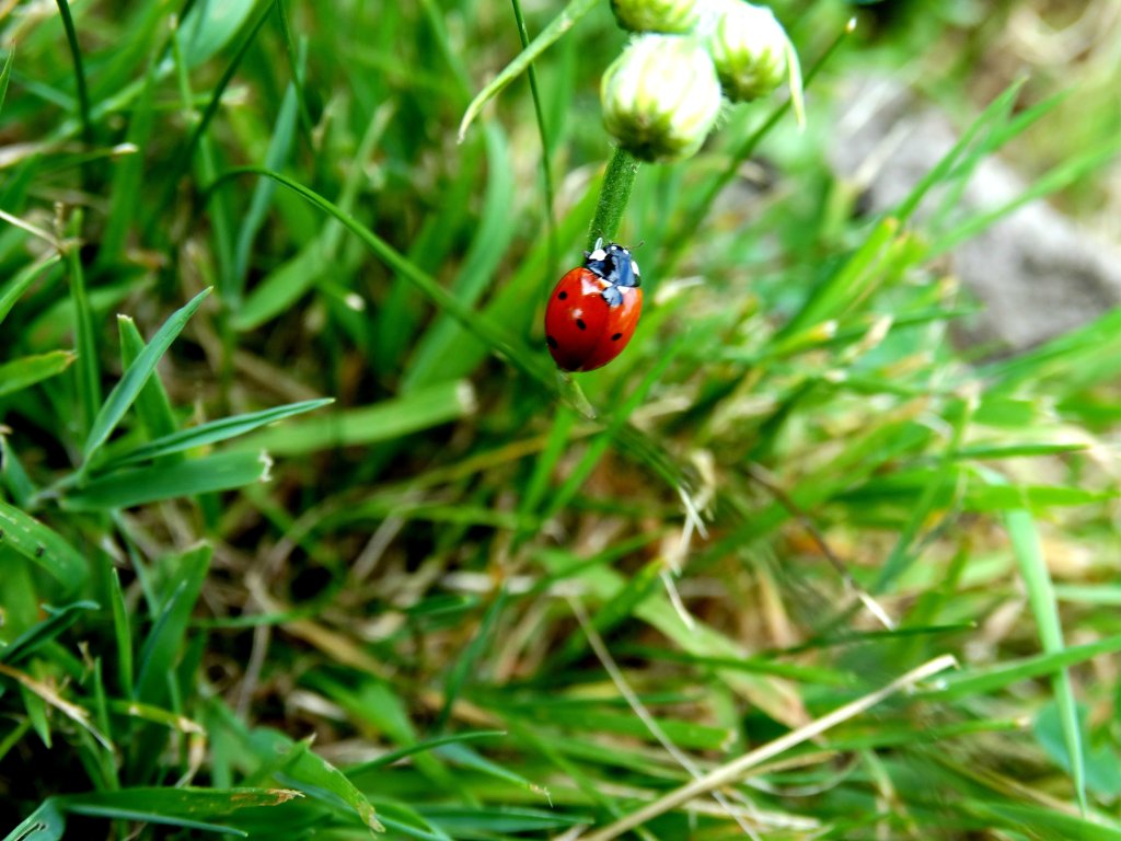 Cudo :)