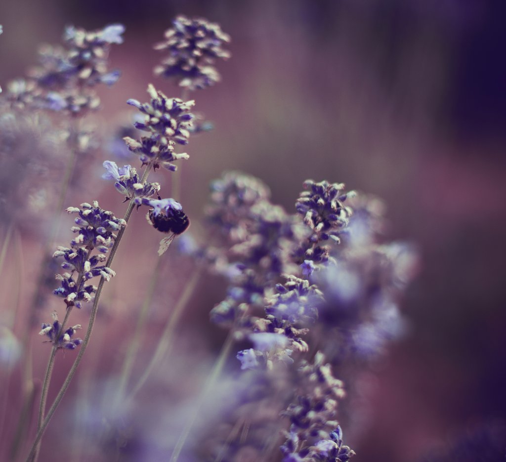lavender