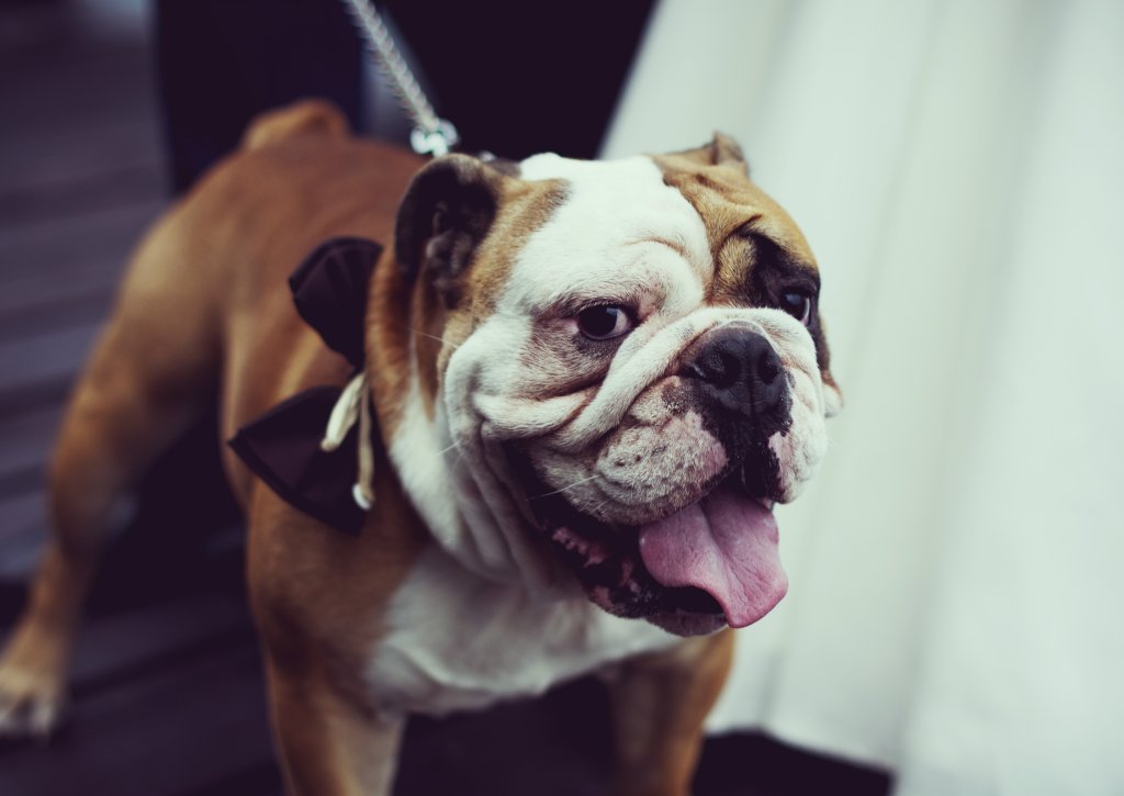 Hugo The Dog