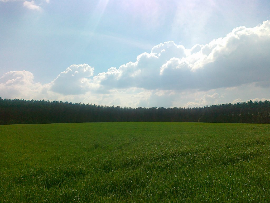 Sokola Dbrowa