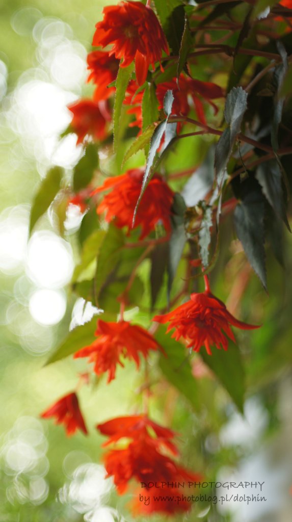 begonia zwisajca