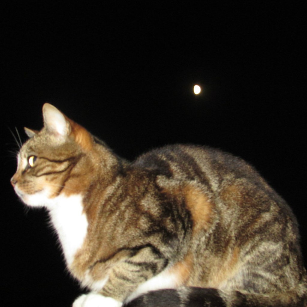 Kot noc:)