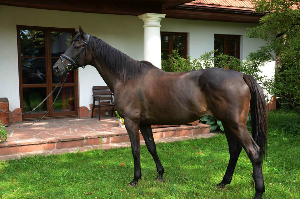 Belamek 