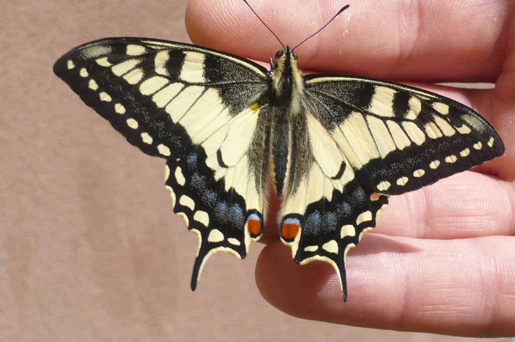 motyl  nareku fotgrafa