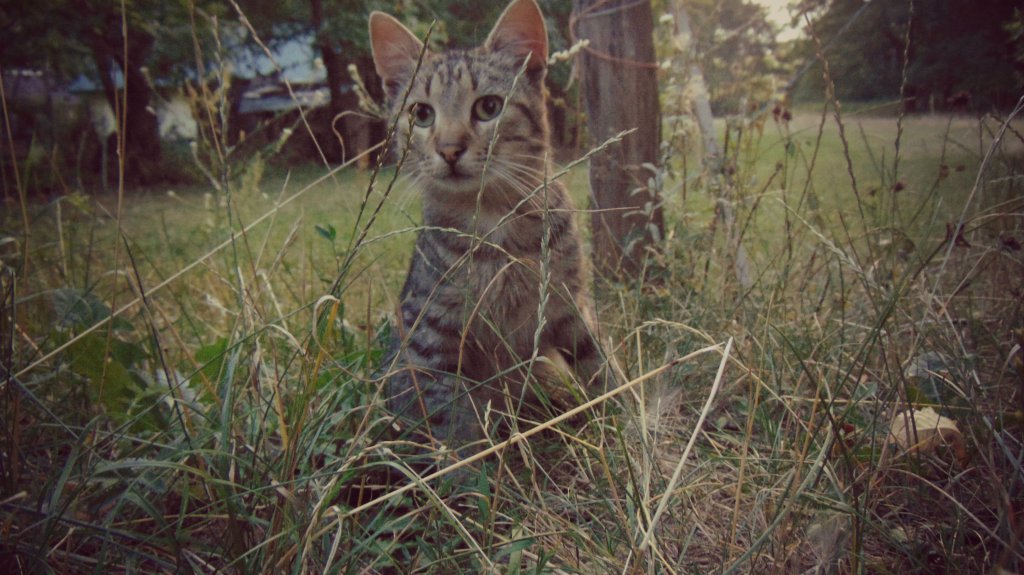 cat