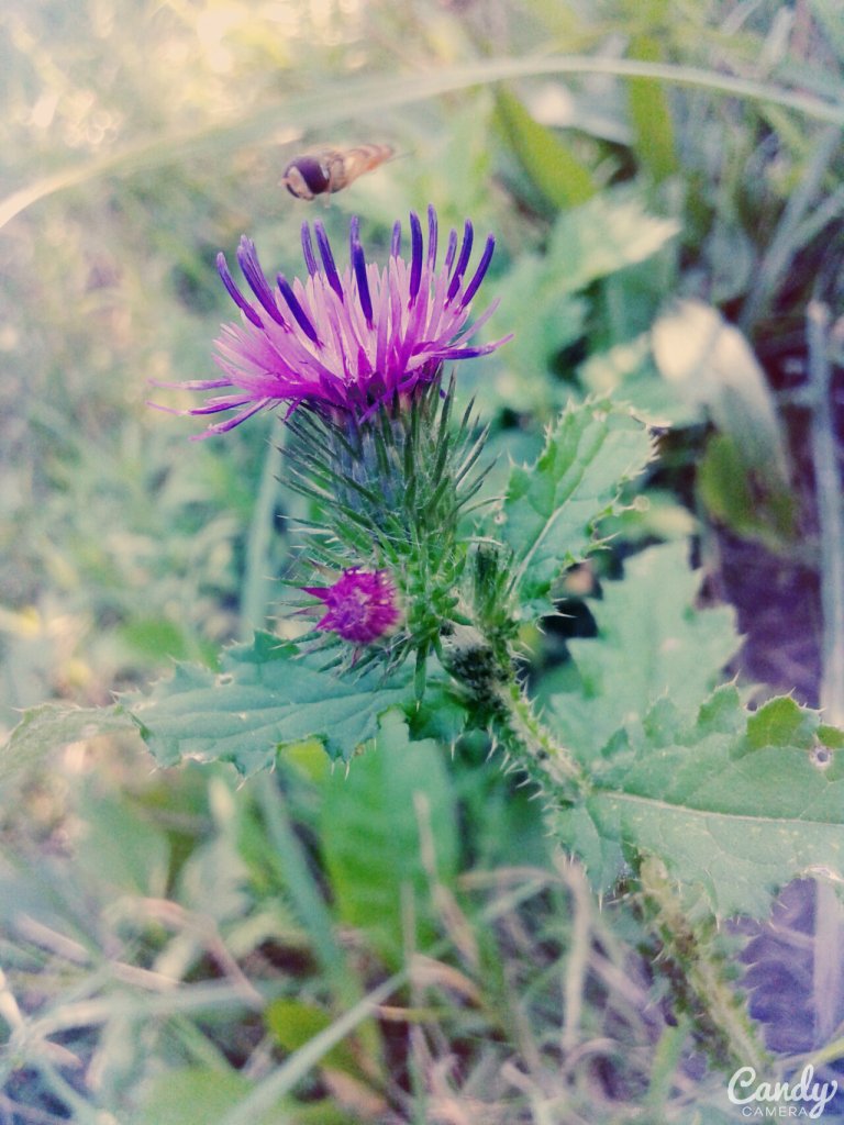 'Pszczoa nad kwiatkiem'