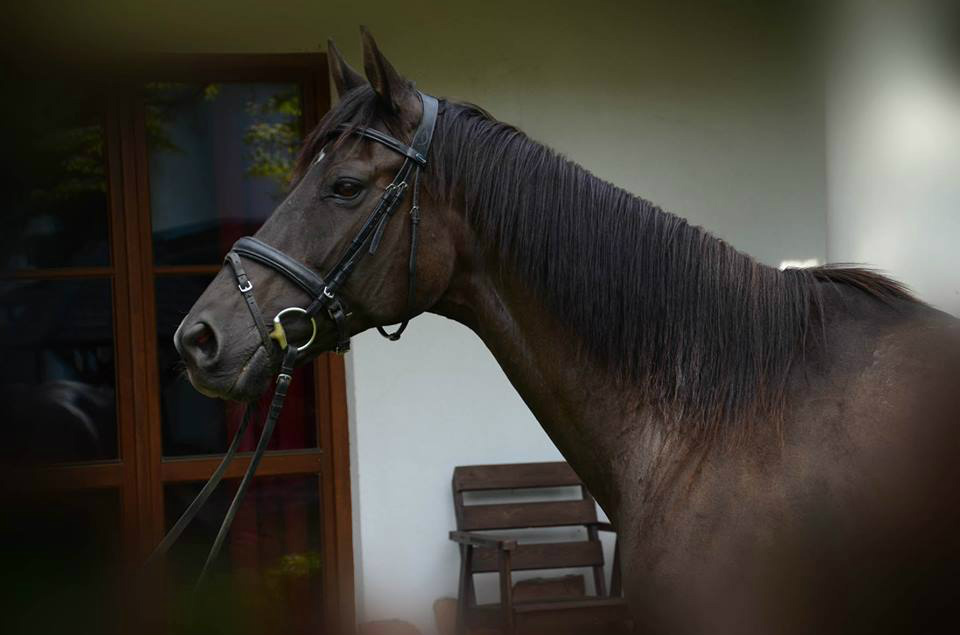Misia :*