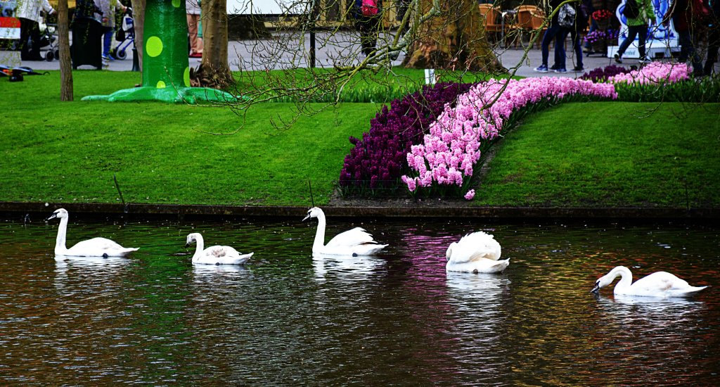 swans