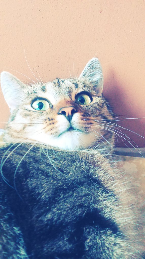 Lola.