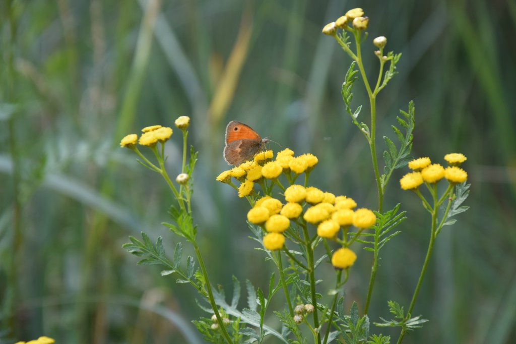 motyl.
