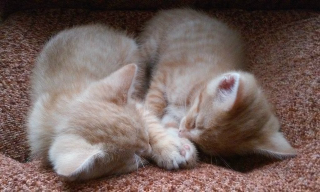 Misza & Koda