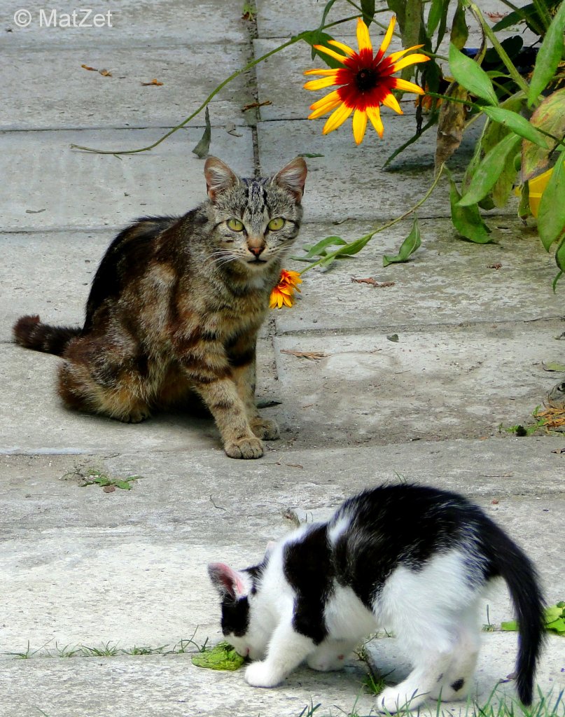 2 kociaki.