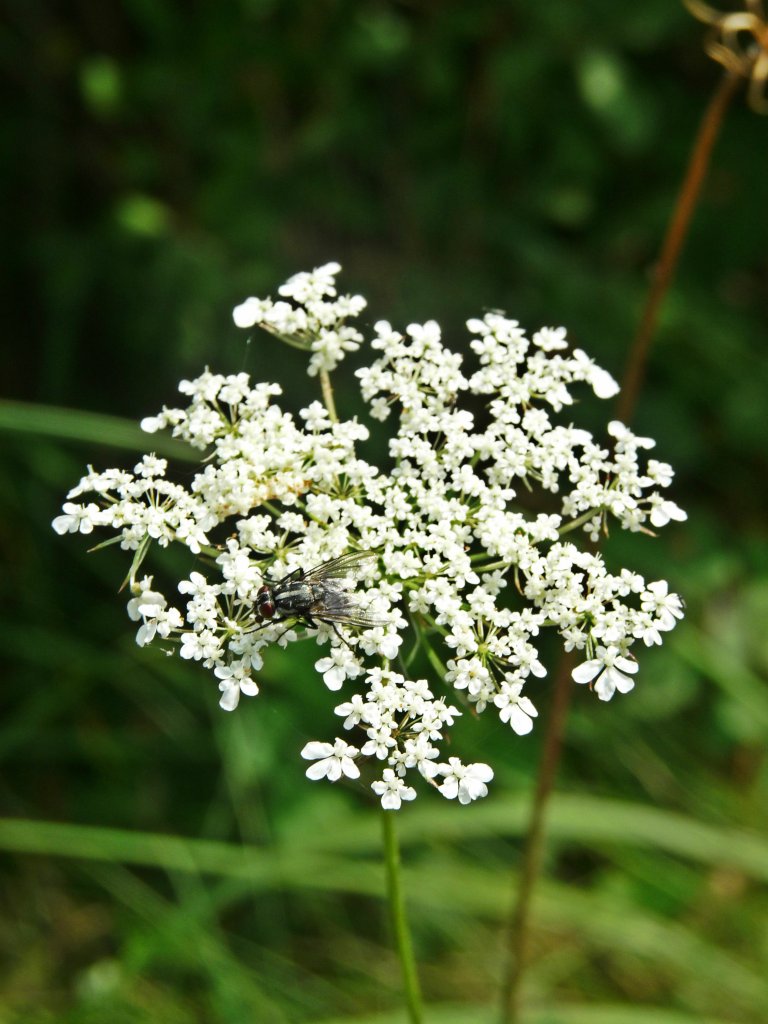 Towarzyszka krwawnika