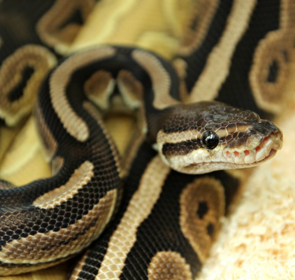 SssSSSSsss....