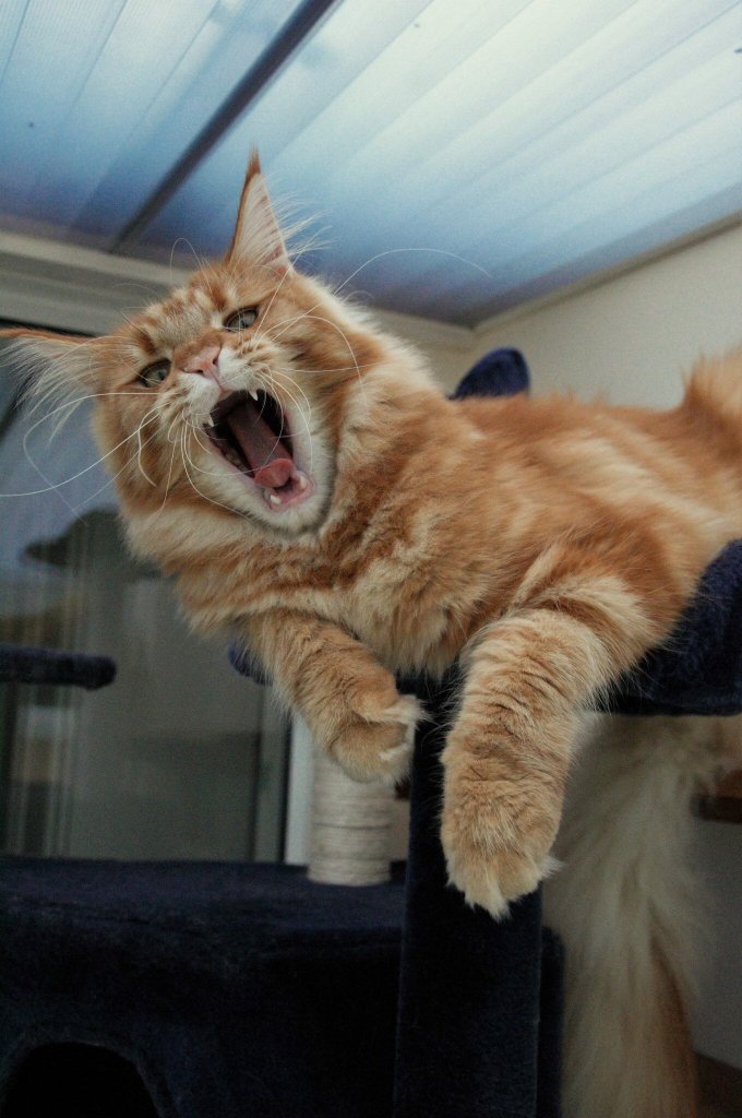 Garfield