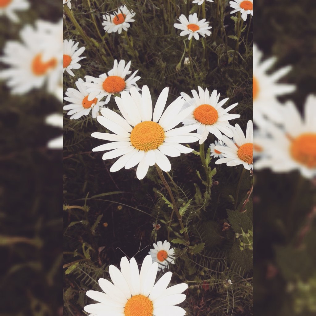 #flowers