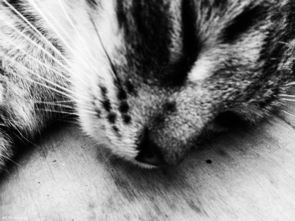 Kicia ^-^