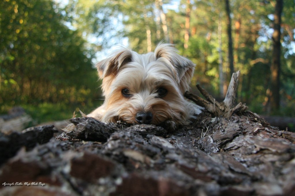 Rasti :) 