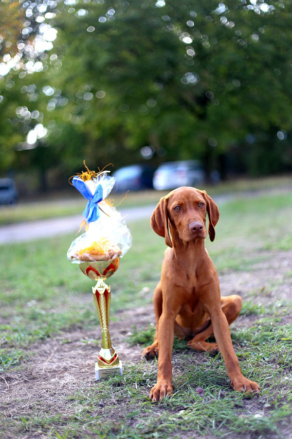 Merida Cinnamon Vizsla Dream