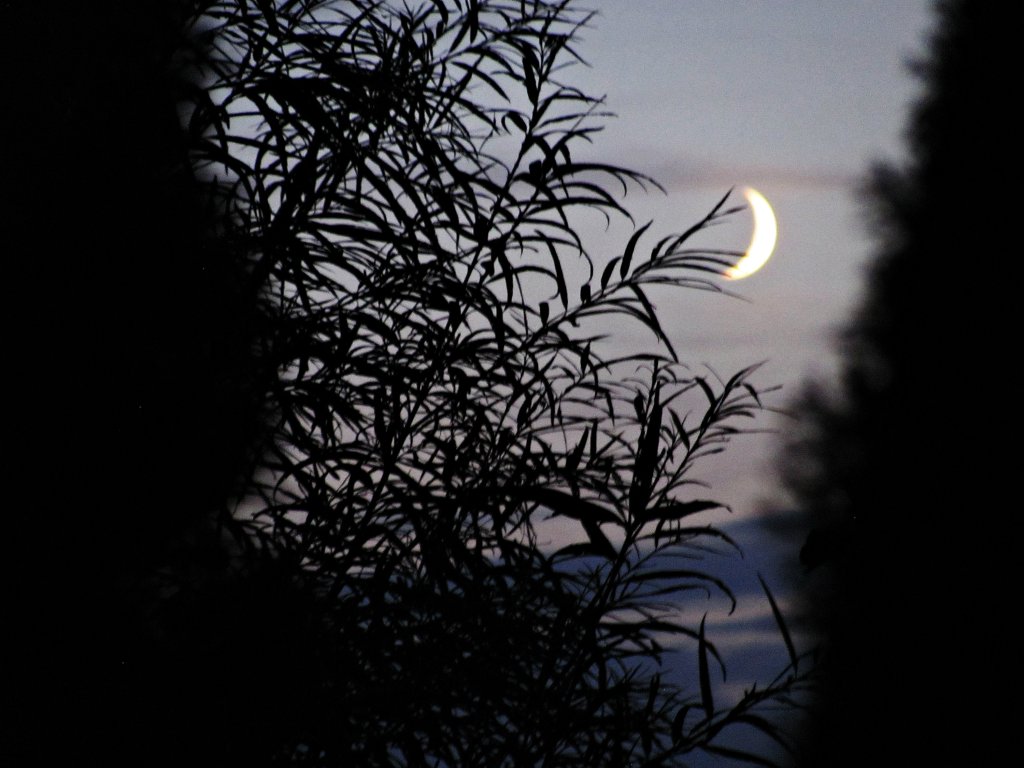 Moon