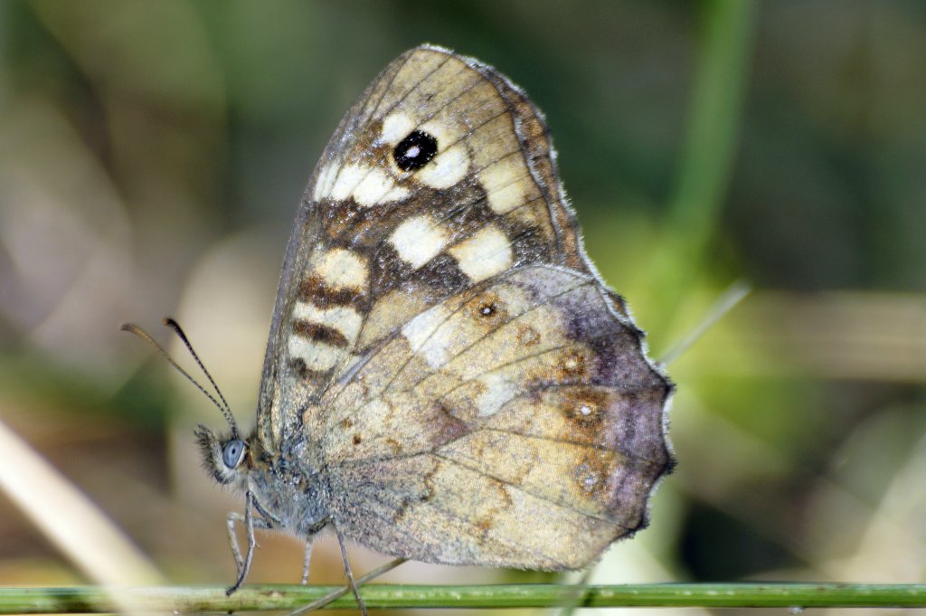 motyl :)