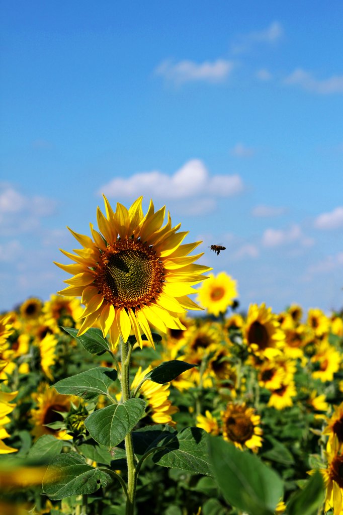 Sunflower.