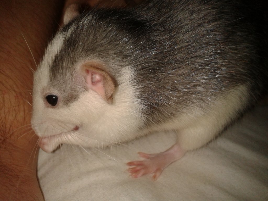 Dziunia
