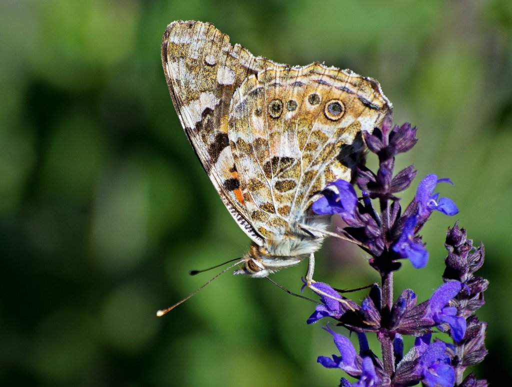 motyl :)