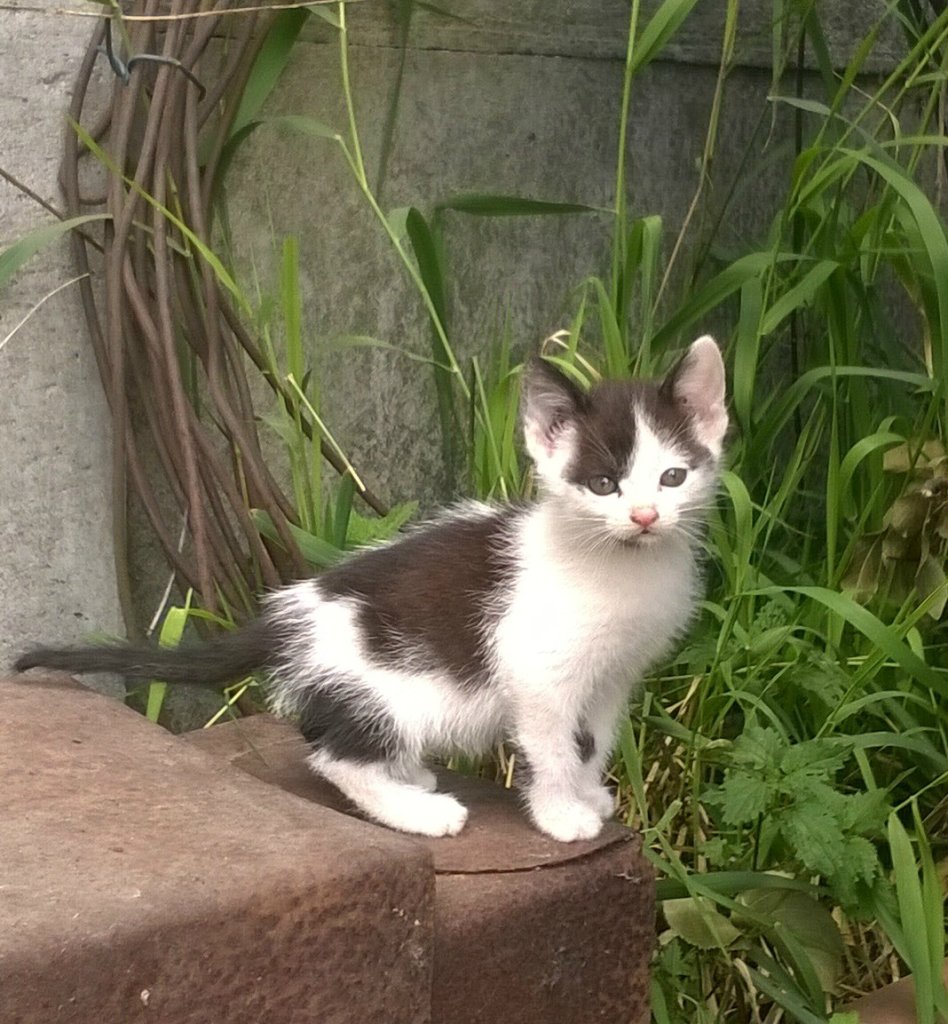 kote do wzicia!