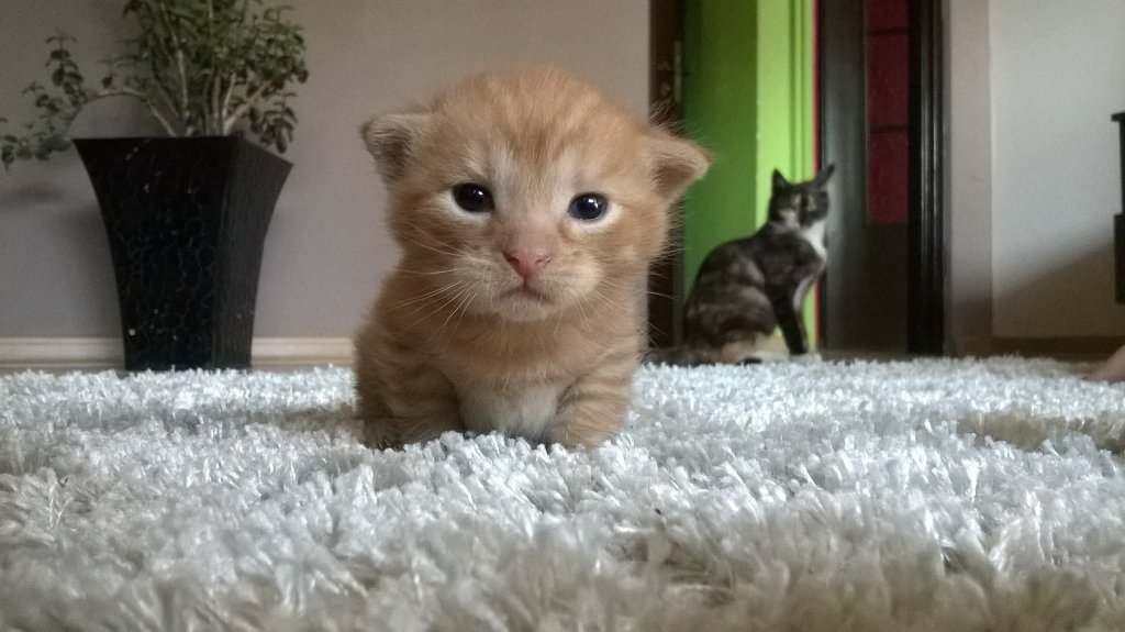 May Kociaczek. =^.^=