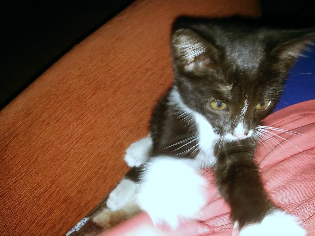 Kiciek :P