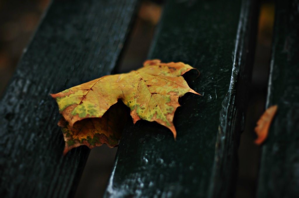 Hello Autumn