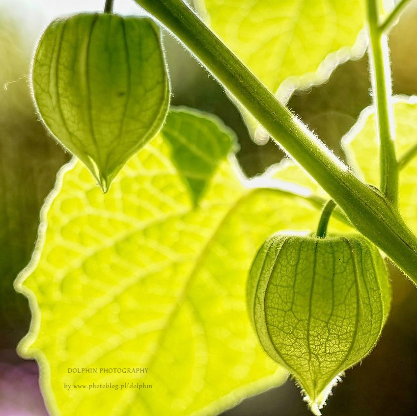 physalis
