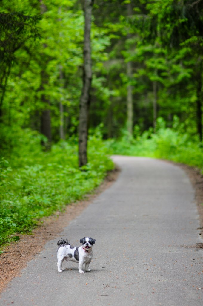 sweet dog