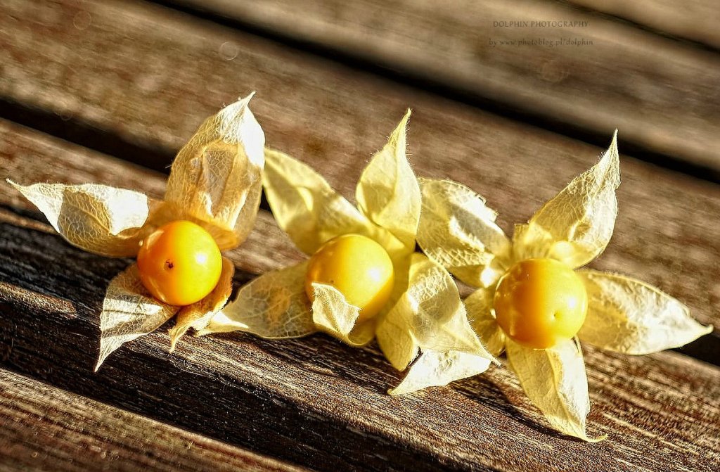 physalis