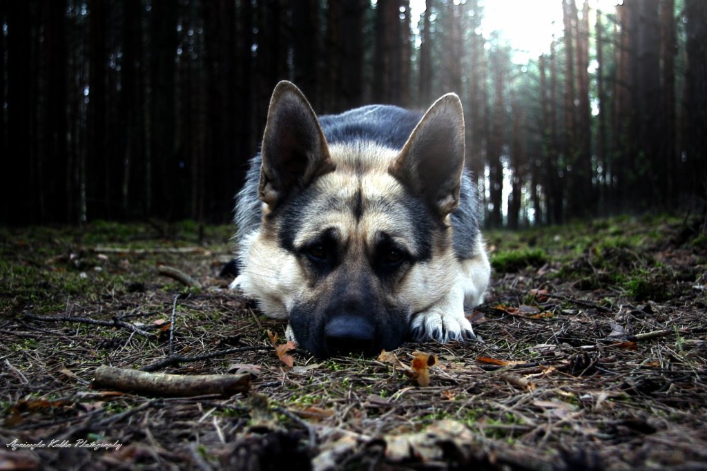 Rex :) 