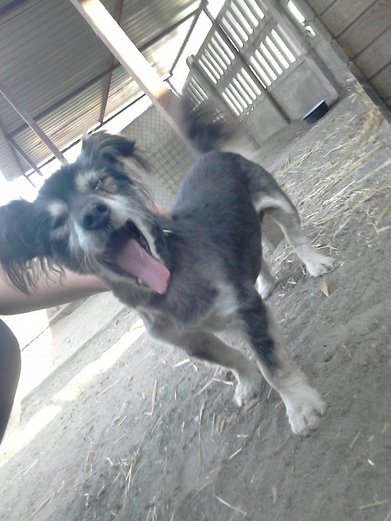 Sid