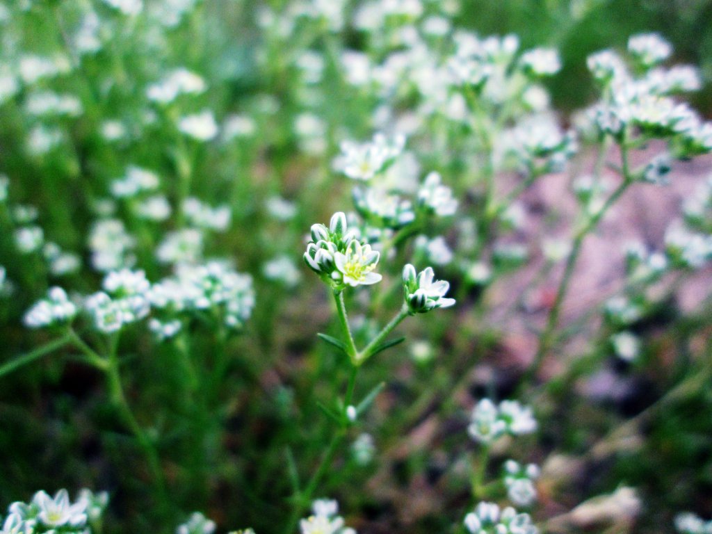 flowers.