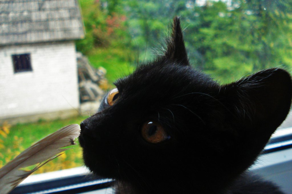Kocur :3