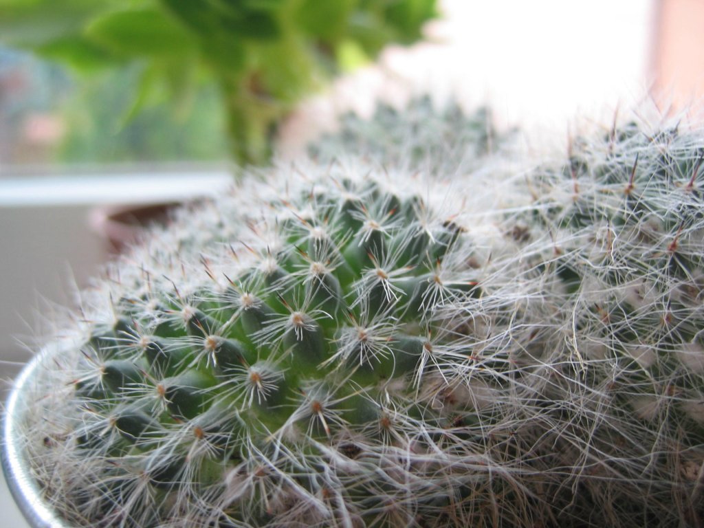 Cactus-my new friend!